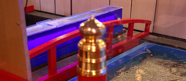 いけすをのぞくお席